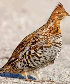 Brown Grouse paint by numbers