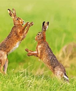 Brown Hares Boxing paint by numbers