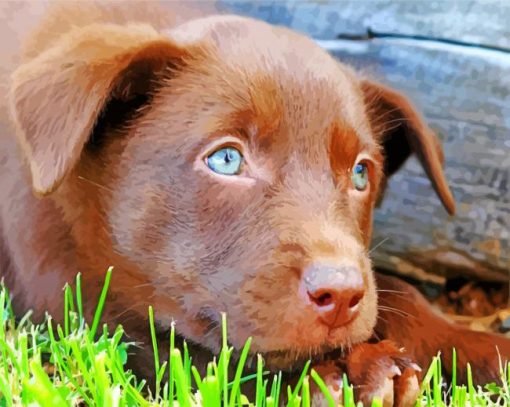 Brown Kelpie paint by numbers