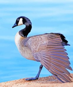 Canada Goose Bird paint by numbers