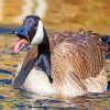 Canadian Goose paint by numbers