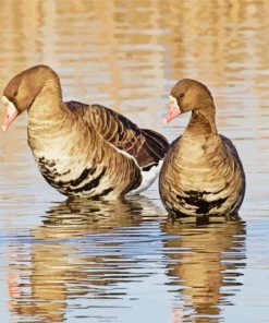 Canadian Gooses paint by numbers