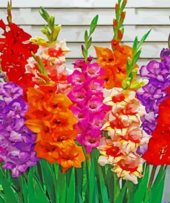 Colorful Gladiolus Flowers paint by number