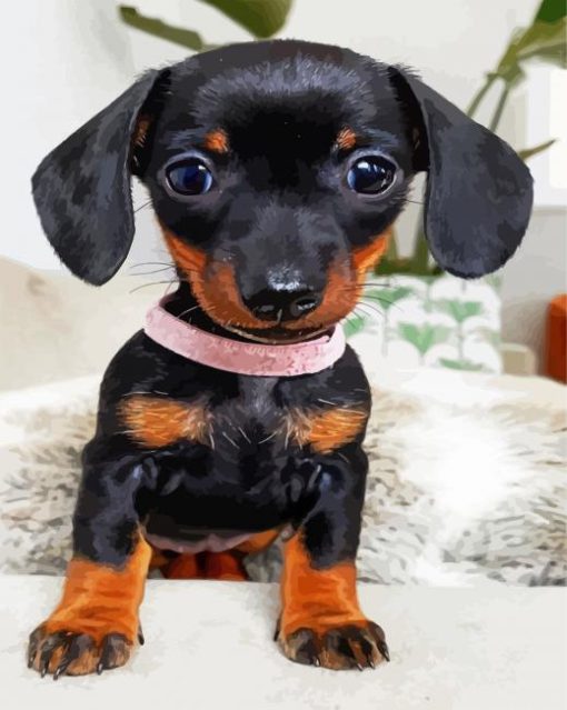 Cute Doxie Puppy paint by numbers