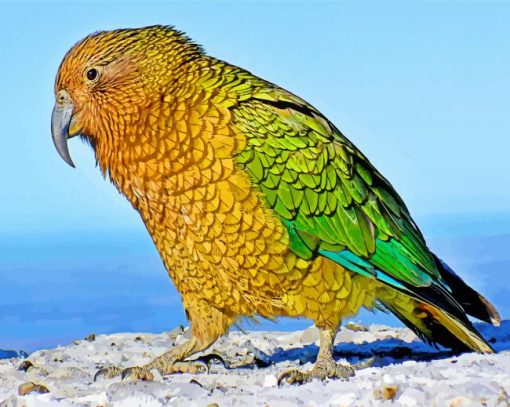 Cute Kea Bird paint by numbers