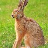 Cute Brown Male Hare paint by numbers