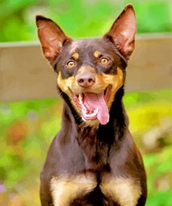 Cute Kelpie paint by numbers