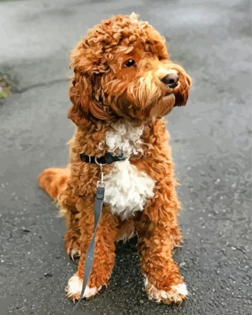 Cute Labradoodle paint by numbers