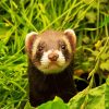 Cute Furet Animal paint by numbers