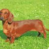 Dachshund Dog paint by numbers