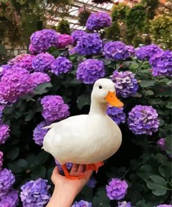 Duck And Purple Flowers paint by numbers