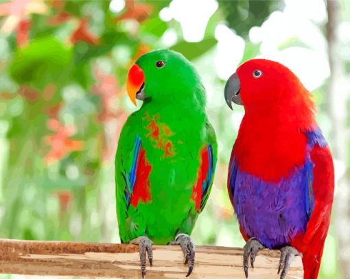 Eclectus Parrot Birds paint by number