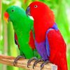 Eclectus Parrots paint by number