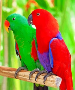 Eclectus Parrots paint by number