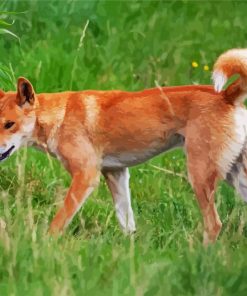 Fraser Island Dingo paint by numbers