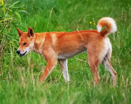 Fraser Island Dingo paint by numbers