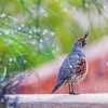 Gambel's quail paint by number