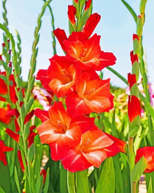 Gladiolus Guinea paint by number