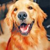 Golden Retriever Puppy paint by numbers