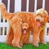 Goldendoodles Dogs paint by numbers