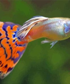 Colorful Guppy Fish paint by numbers