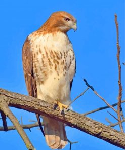 Hawk Bird paint by numbers