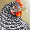 Hen paint by numbers