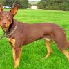 Kelpie Animal Dog paint by numbers