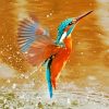 Kingfisher Flying Above The Water paint by numbers