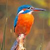 Kingfisher Bird Animal paint by numbers