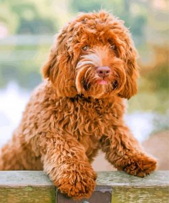 Labradoodle paint by numbers