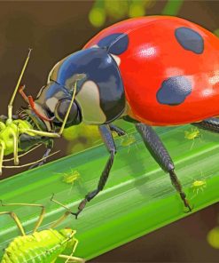 Ladybeetle Eating paint by numbers