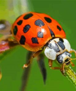 Ladybeetle Insect paint by numbers