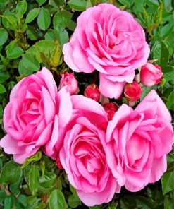 Light Pink Floribunda paint by numbers