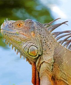 Lonely Iguana paint by numbers