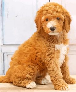 Mini Goldendoodle paint by numbers