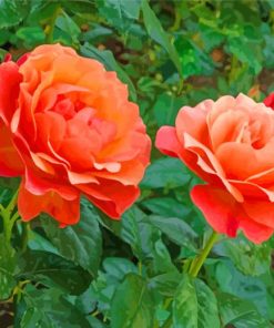 Orange Floribunda paint by numbers