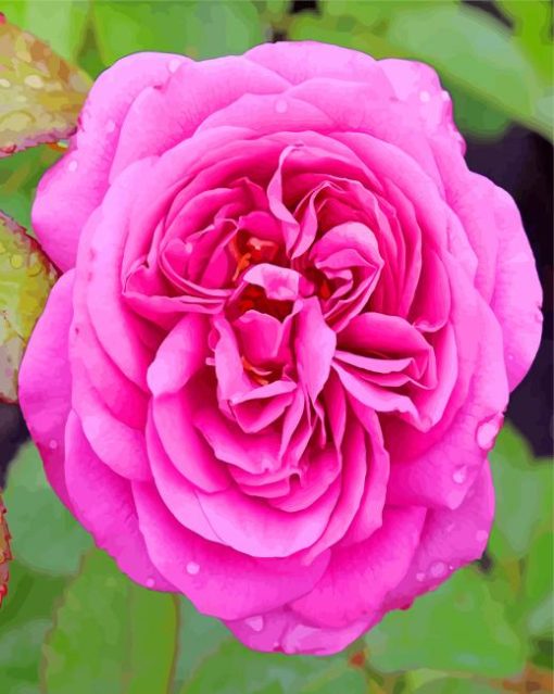 Pink Floribunda paint by numbers