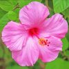 Pink Hibiscus paint by numbers