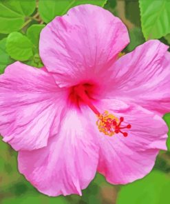 Pink Hibiscus paint by numbers