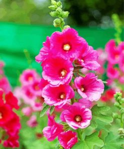 Pink Hollyhocks paint by numbers