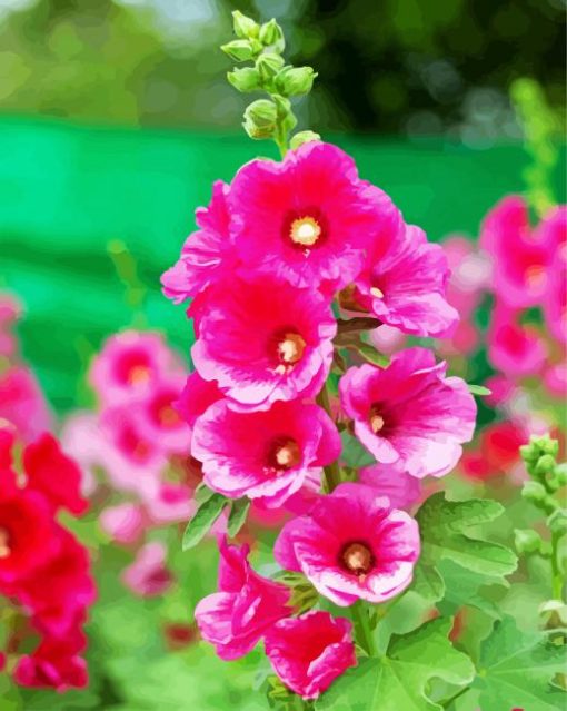 Pink Hollyhocks paint by numbers