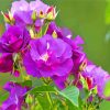 Purple Floribunda Flowers paint by number