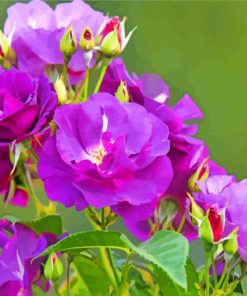 Purple Floribunda Flowers paint by number