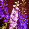 Purple Larkspur Flowers paint by numbers