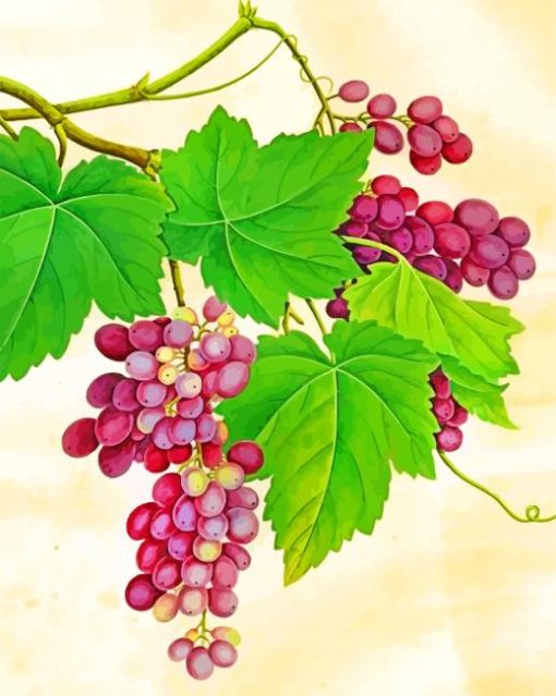 Purple Grapes paint by numbers