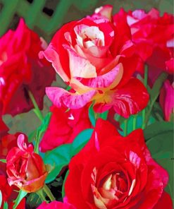 Red Floribunda paint by numbers