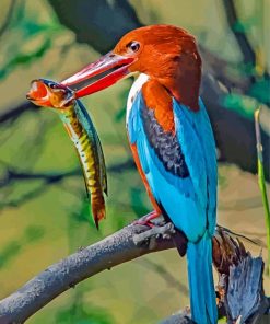 Thoated Kingfisher Bird