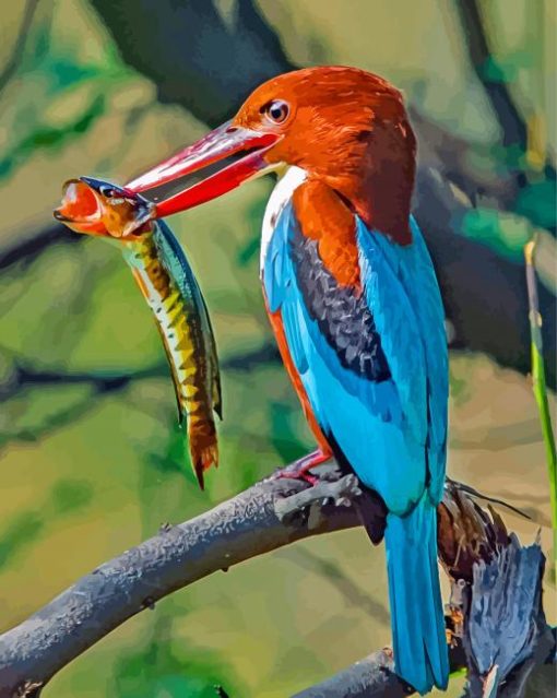 Thoated Kingfisher Bird