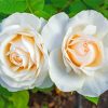 White Floribunda paint by numbers